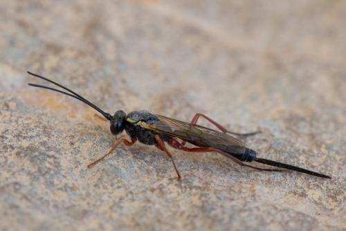 Réf. 245 109 : Lissonota sp.